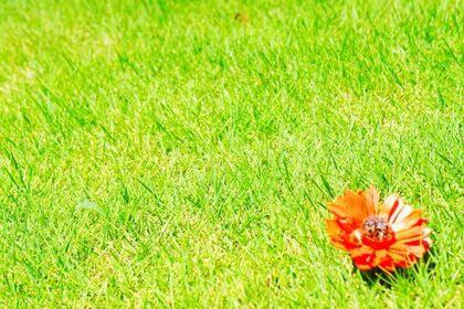 川越市の庭のDIY