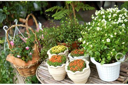 サービス、ガーデン